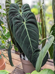Philodendron Melanochrysum Care