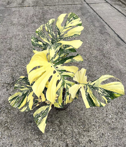 Why is Thai Constellation Monstera so expensive?