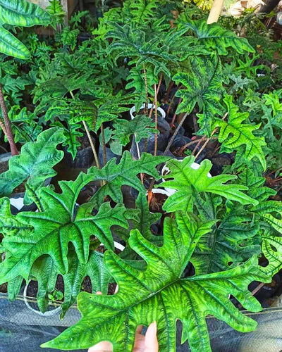 How to care for Alocasia Jacklyn