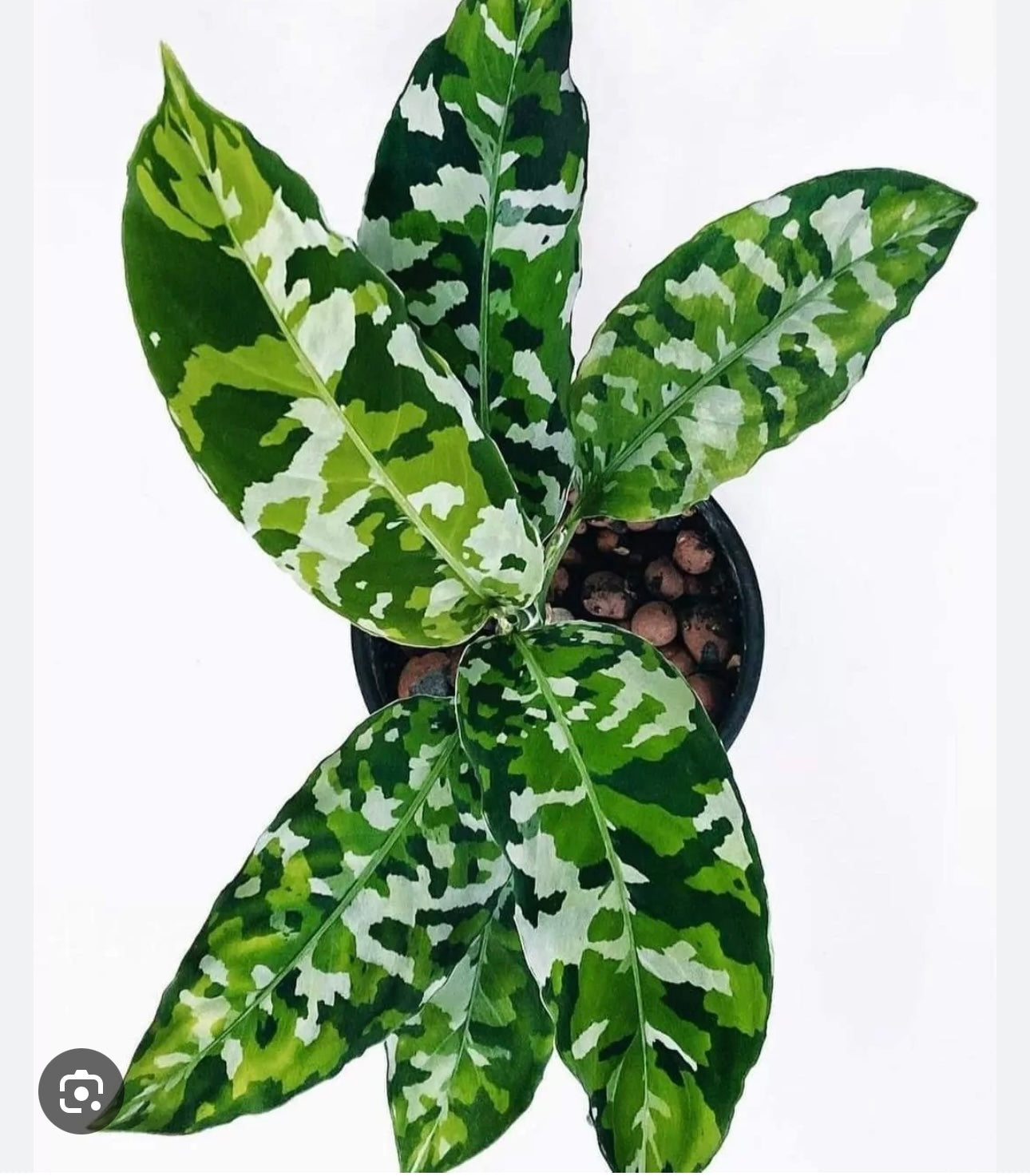 Pictum Tricolor Aglaonema – Plant Vault Wholesale