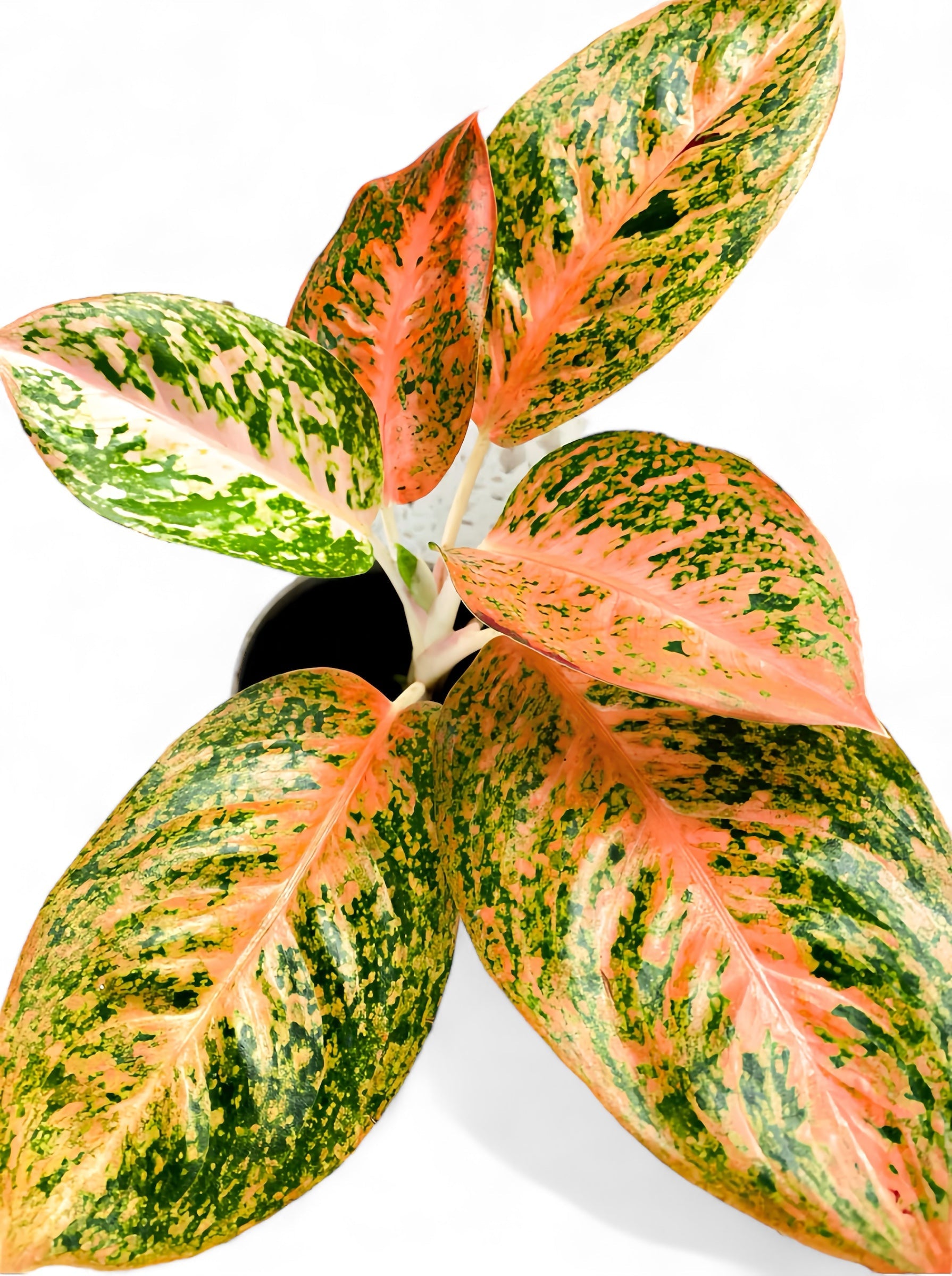 Aglaonema Orange Stardust – Plant Vault Wholesale