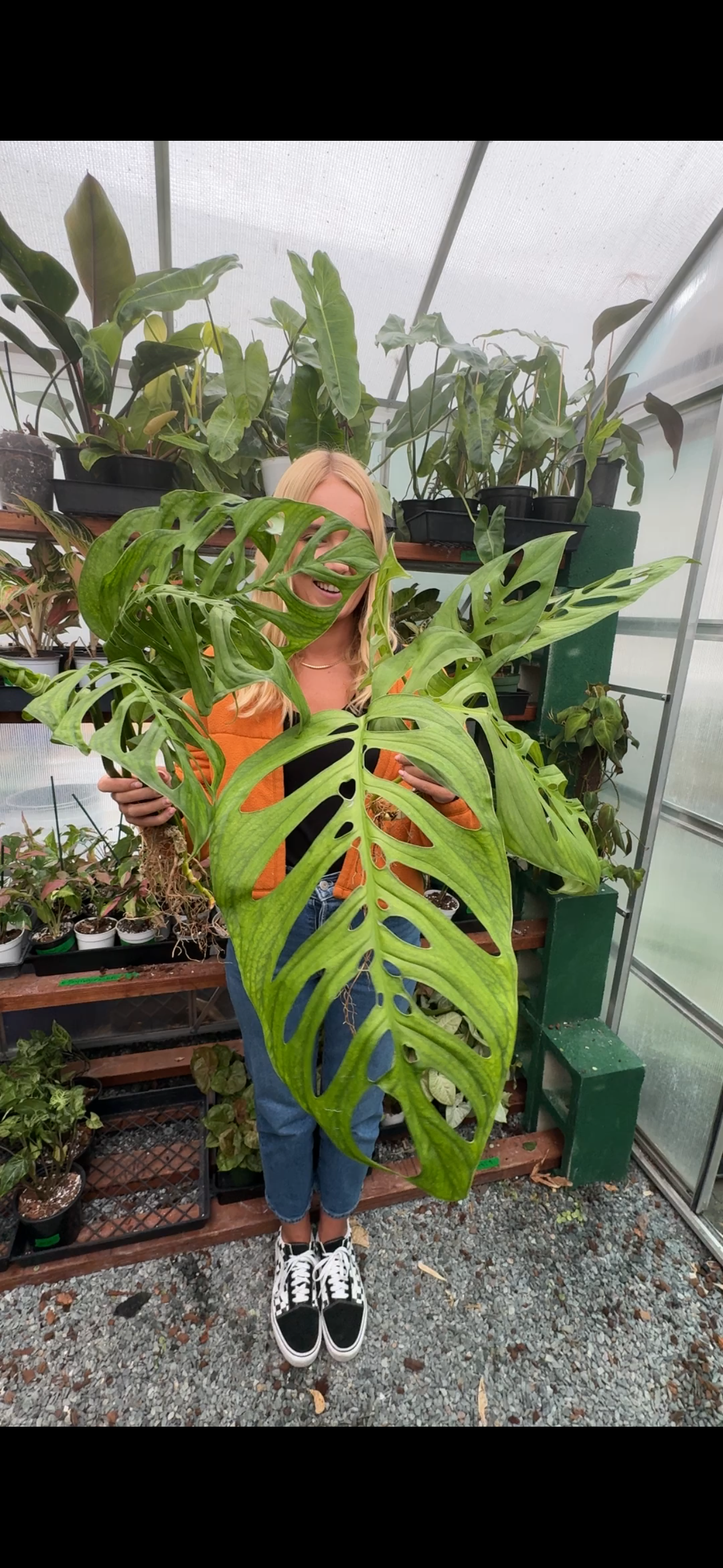 モンステラ・ポトス Monstera Deliciousa Skeleton(Variegated) Monstera Esqueleto – Plant Vault Wholesale