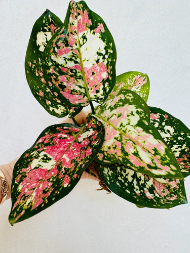 How to care for Aglaonema Anyamanee Tricolor: A Comprehensive Guide