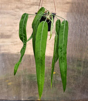 How Big Do the Anthurium Pallidiflorum Leaves Grow?