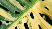 Are Monstera Thai Constellations hard to care for?