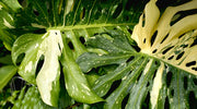 Can Monstera Thai Constellation Revert?