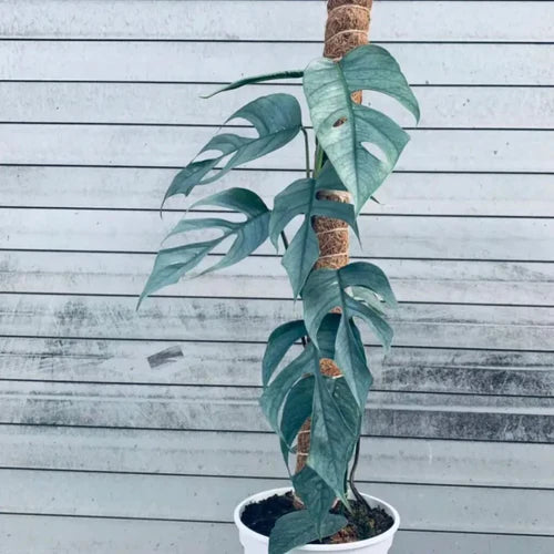 How do you care for a Cebu Blue Plant?