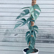 How do you care for a Cebu Blue Plant?