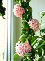 Do Hindu Rope Plants Thrive in Humidity?
