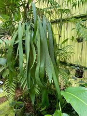 Anthurium Pallidiflorum Care Guide