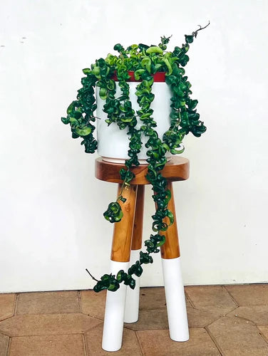 How to Care and Grow Hoya Hindu Rope