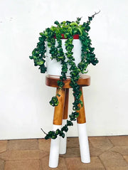 How to Care and Grow Hoya Hindu Rope