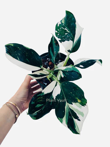 Ultimate Philodendron White Wizard Guide: Pro Tips for Cultivation and Thriving Plants