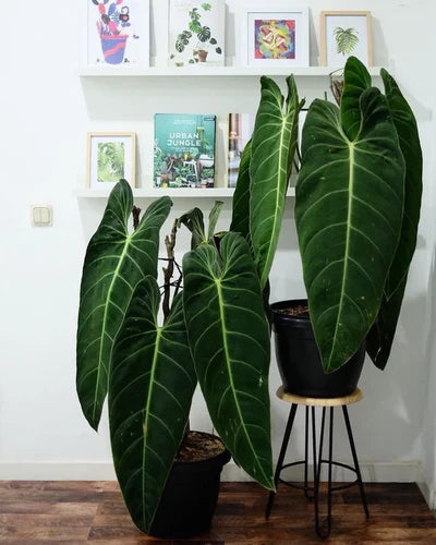 Is Philodendron Melanochrysum Hard to Grow?