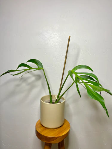 Monstera Burle Marx Flame Care Guide