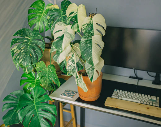Monstera Thai Constellation Care Guide