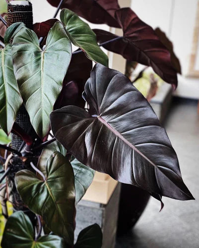 Philodendron Dark Lord Care Guide