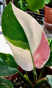 White Princess Philodendron Care