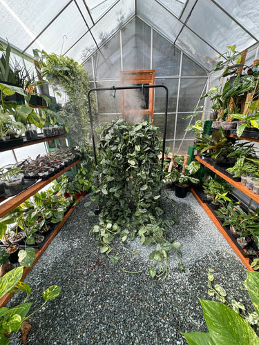 Plant Vault, Your Rare Plant Wholesale Business Supplier