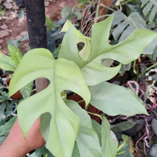 Rhaphidophora Tetrasperma Blue Steel: A Unique Twist on the Mini Monstera