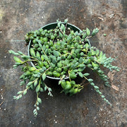 How To Guide: String of Tears (Senecio Herreianus)