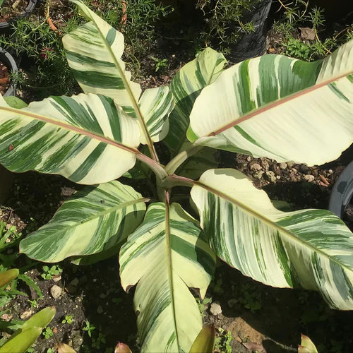 The Variegated Banana Plant: A Comprehensive Guide