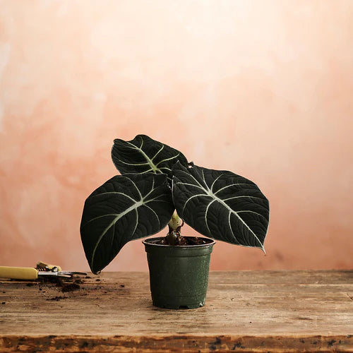 Ultimate Guide for Alocasia Black Velvet Care