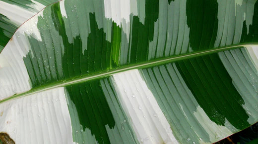 Variegated Banana Musa x Paradisiaca 'AeAe' Plant Care Guide
