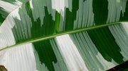 Variegated Banana Musa x Paradisiaca 'AeAe' Plant Care Guide