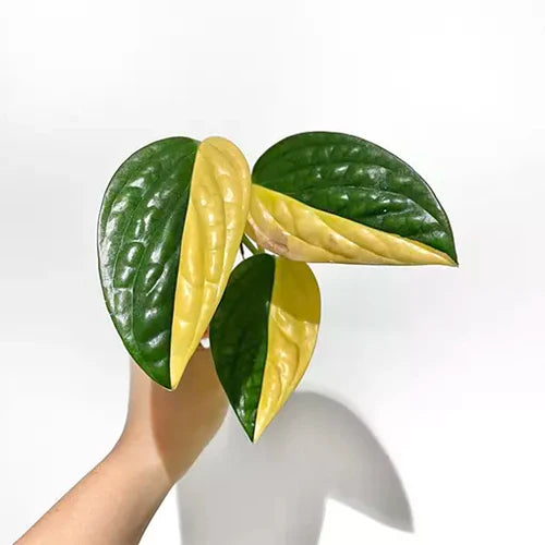 Ultimate Guide to Caring for Variegated Monstera Peru (Monstera Karstenianum)