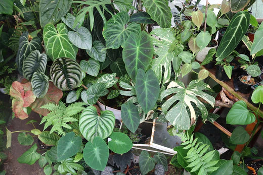 Who Sells Houseplants Near Me