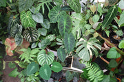 Who Sells Houseplants Near Me