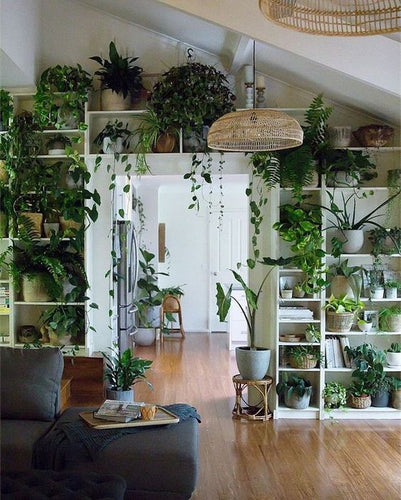 What are the Best Tropical Plants for Indoors?