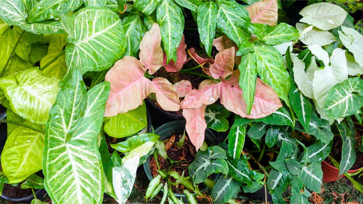 Is Syngonium a Good Indoor Plant?