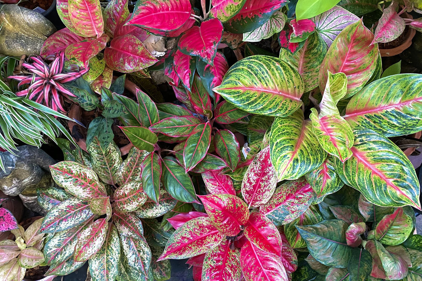 Why Your Boutique Shop Should Carry Exotic Wholesale Plants