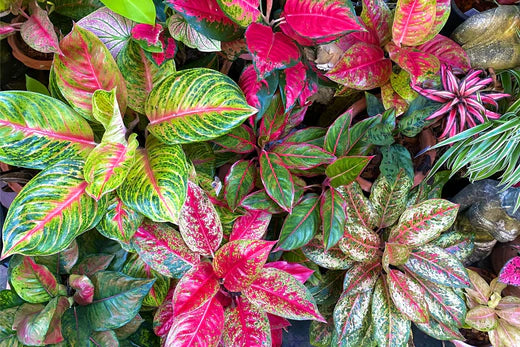 8 Rare Aglaonema Houseplants