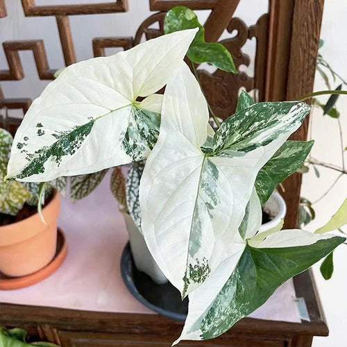 Are Syngonium Albo Rare?