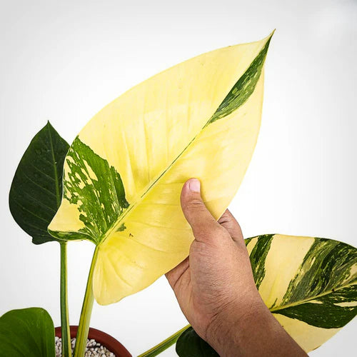 How to Care for Philodendron Green Congo Nuclear