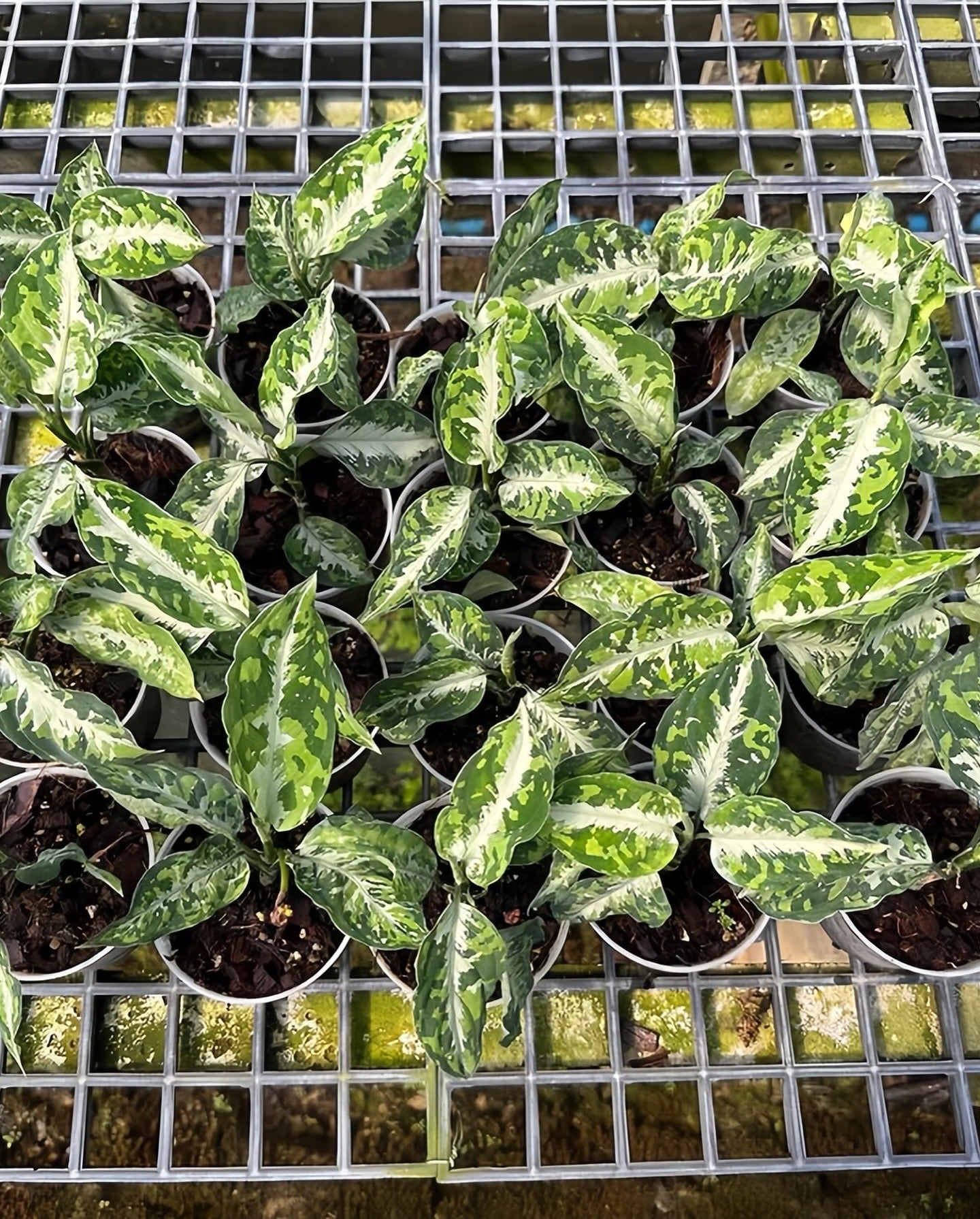 Aglaonema - Wholesale Houseplants