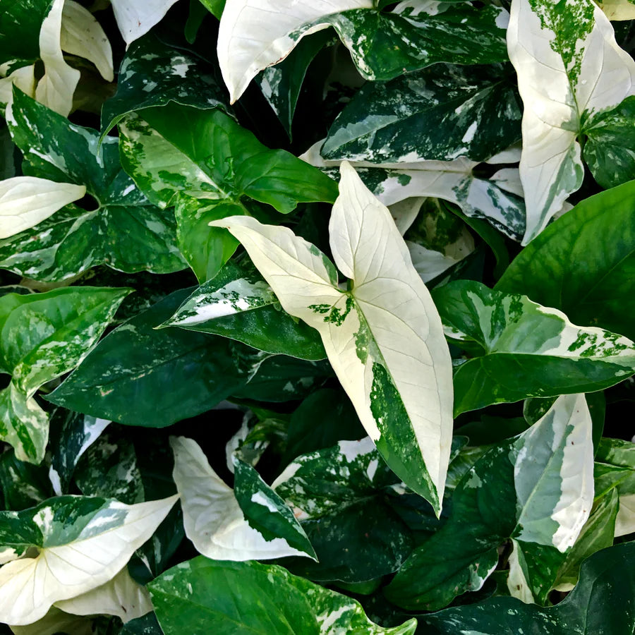 Syngonium - Wholesale Tropical Houseplants