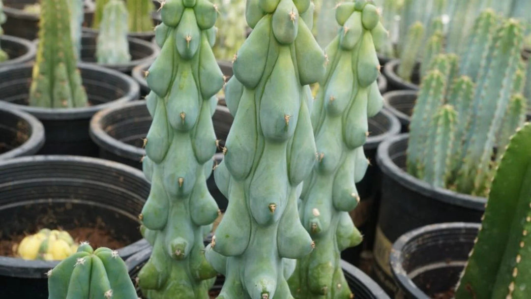 Boobie-Cactus-wholesale-succulents-and-cacti-plant-vault