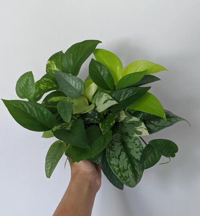 Every type of pothos - Wholesale Houseplants - Plant Vault