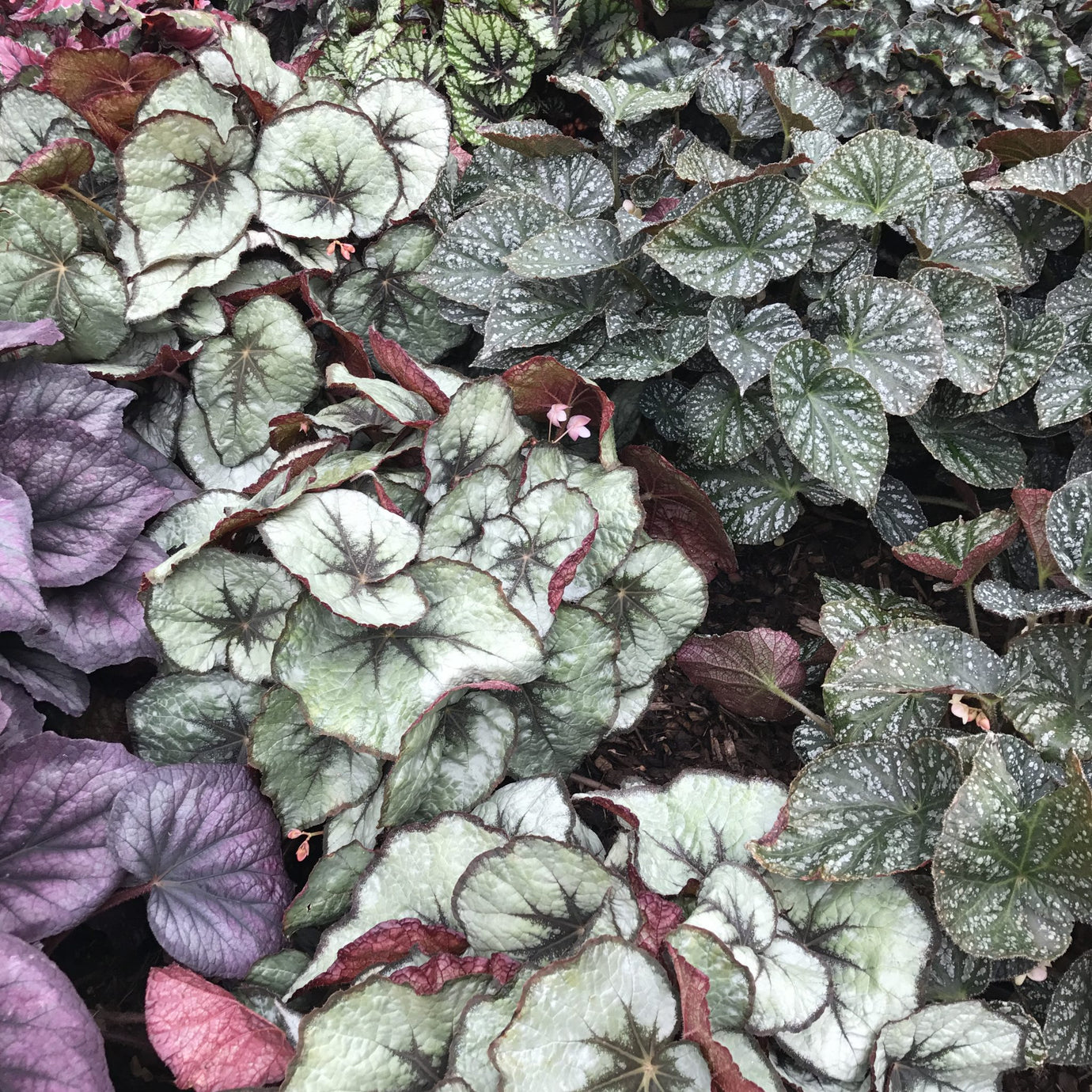 Lots of different begonia - Plant Vault Wholesale for sale in bulk