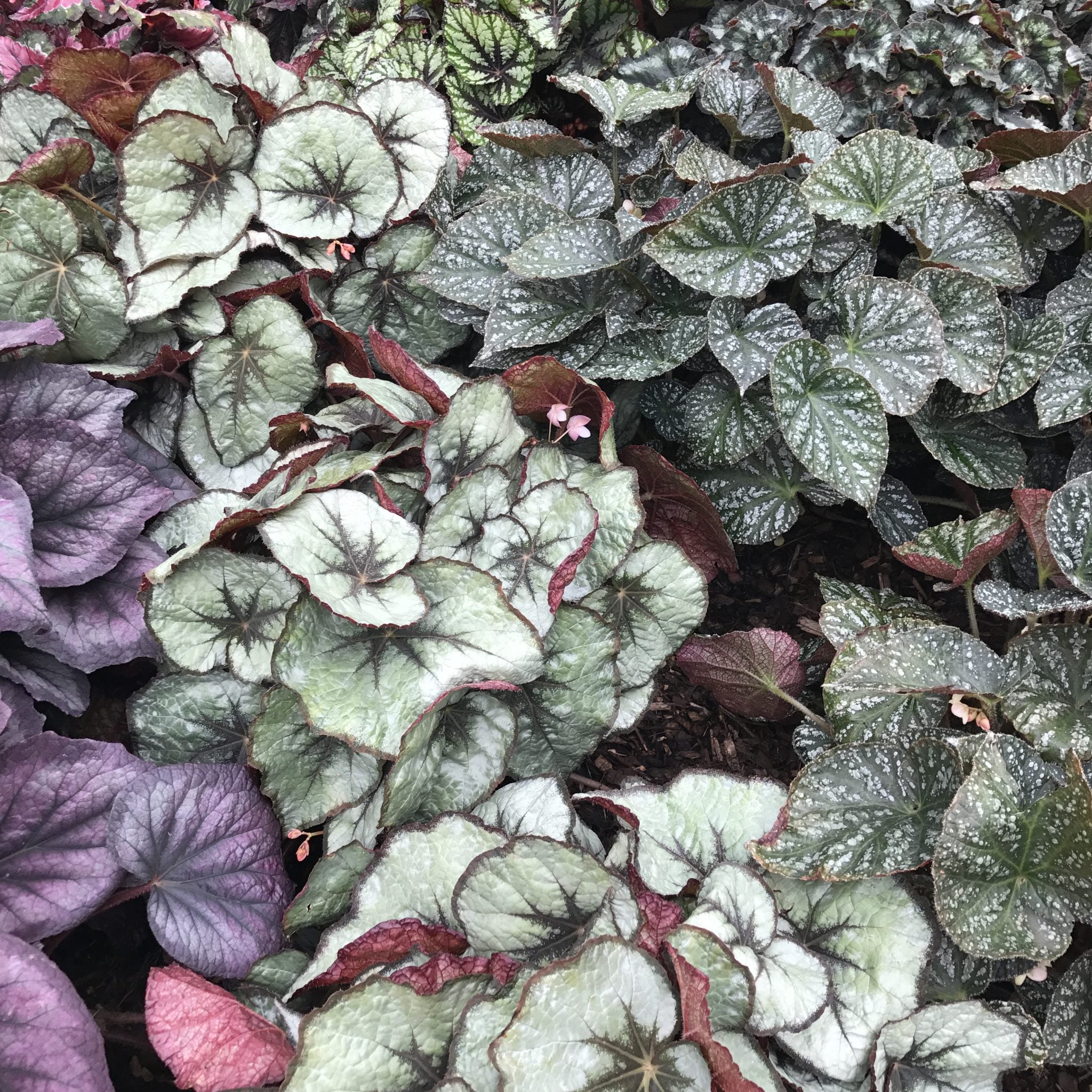 Lots of different begonia - Plant Vault Wholesale for sale in bulk