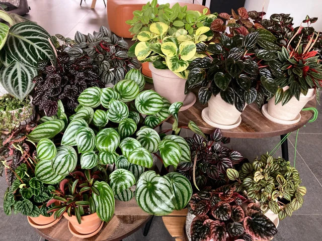 Peperomia - Wholesale Houseplants