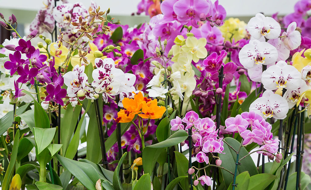 Lots of different kinds of orchids - Wholesale Plant Vault Houseplants