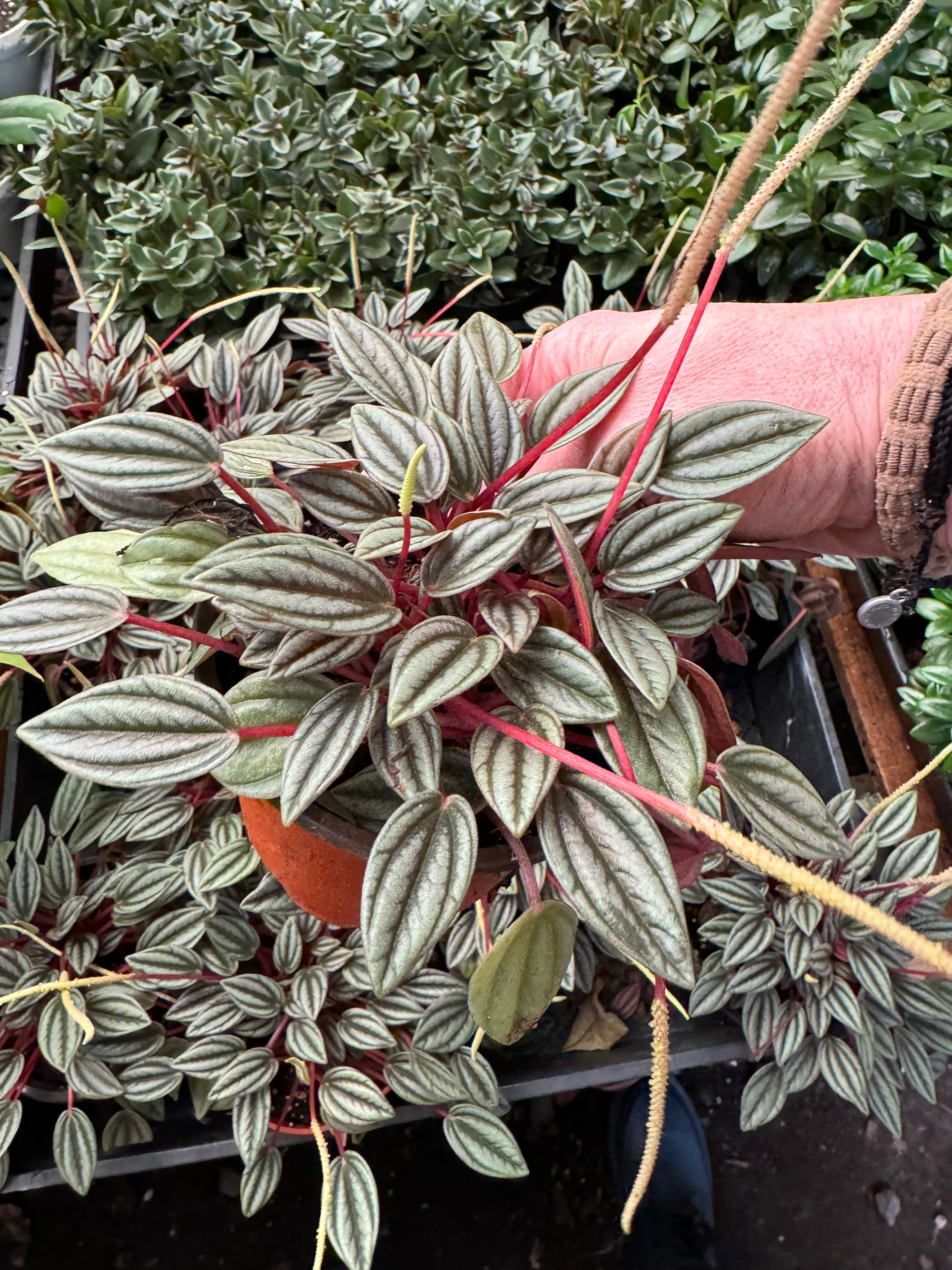 Pet Friendly Wholesale Plants - Peperomia Houseplant - png