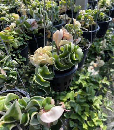 Variegated-Hoya-Compacta-Albo-Plant-Vault-Wholesale