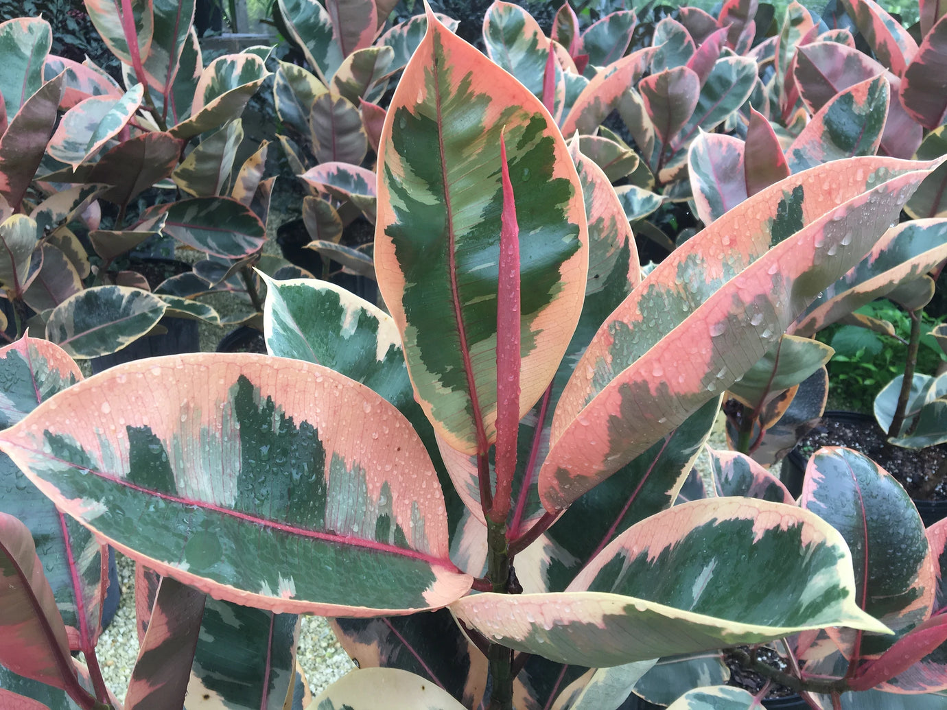 Variegated Rubber Tree - Wholesale Houseplants - Plant Vault