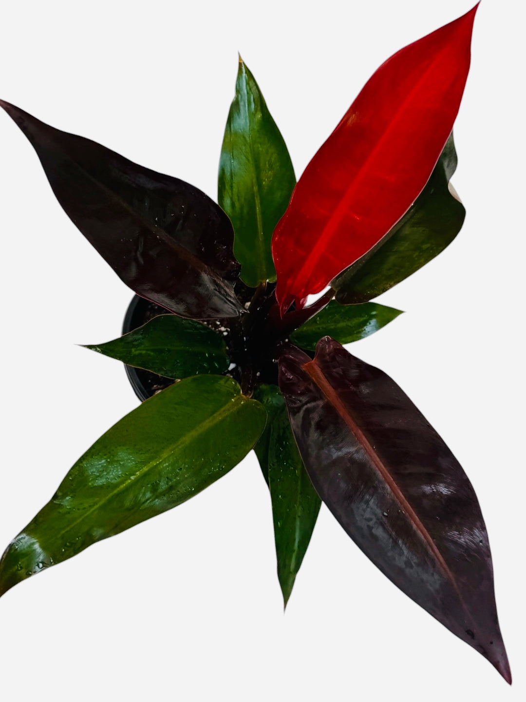 Philodendron Kathleen for sale
